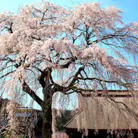 ซากุระชิดาเระแห่งโฮเทโนะ