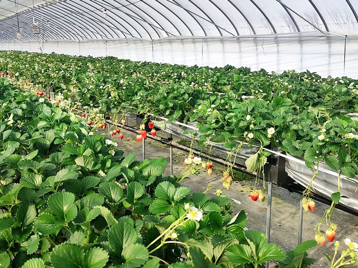 【ประสบการณ์เก็บสตรอว์เบอร์รี】