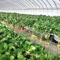 【ประสบการณ์เก็บสตรอว์เบอร์รี】