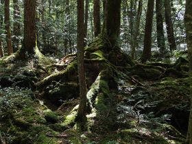 富士眺望の宿　精進マウントホテル