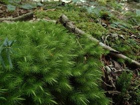 富士眺望の宿　精進マウントホテル