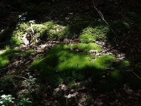 富士眺望の宿　精進マウントホテル