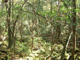 富士眺望の宿　精進マウントホテル