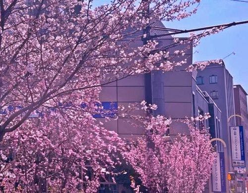 外観と桜