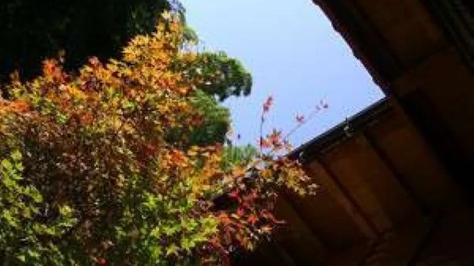 "Yama no Ki" Kyara