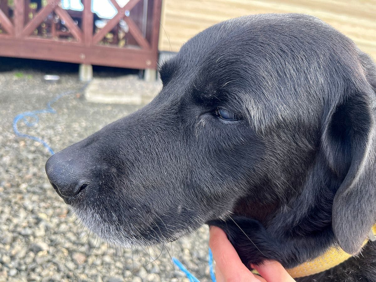 #สุนัขประจำที่พักรอต้อนรับ♪