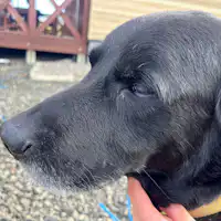 #สุนัขประจำที่พักรอต้อนรับ♪