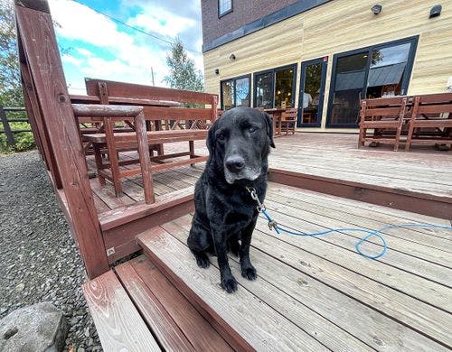 #看板犬がお出迎え♪