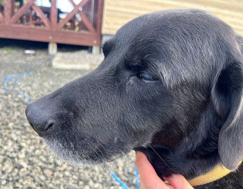 #看板犬がお出迎え♪