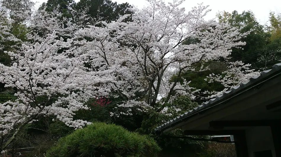 Iwaki Yumoto Onsenkyo Shiratori Onsen Harukiya Ryokan