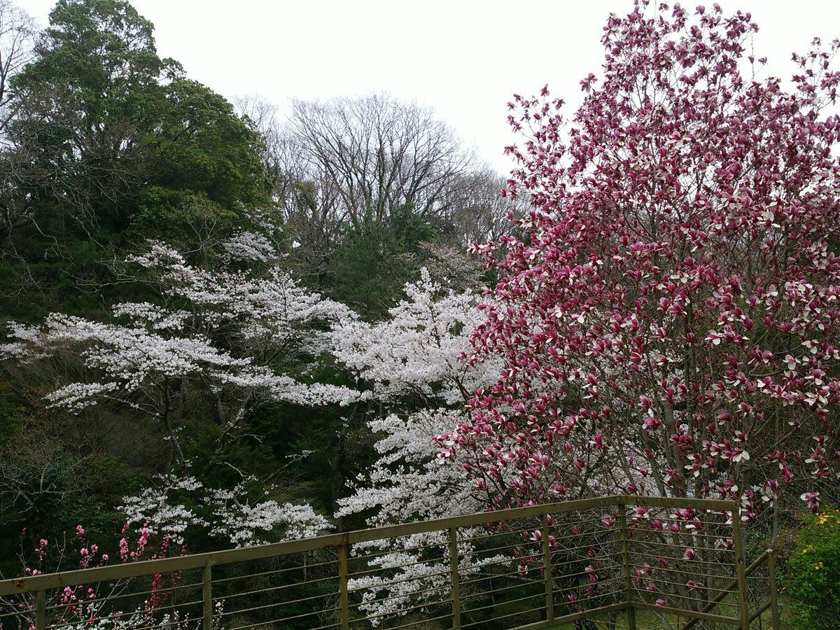 Iwaki Yumoto Onsenkyo Shiratori Onsen Harukiya Ryokan