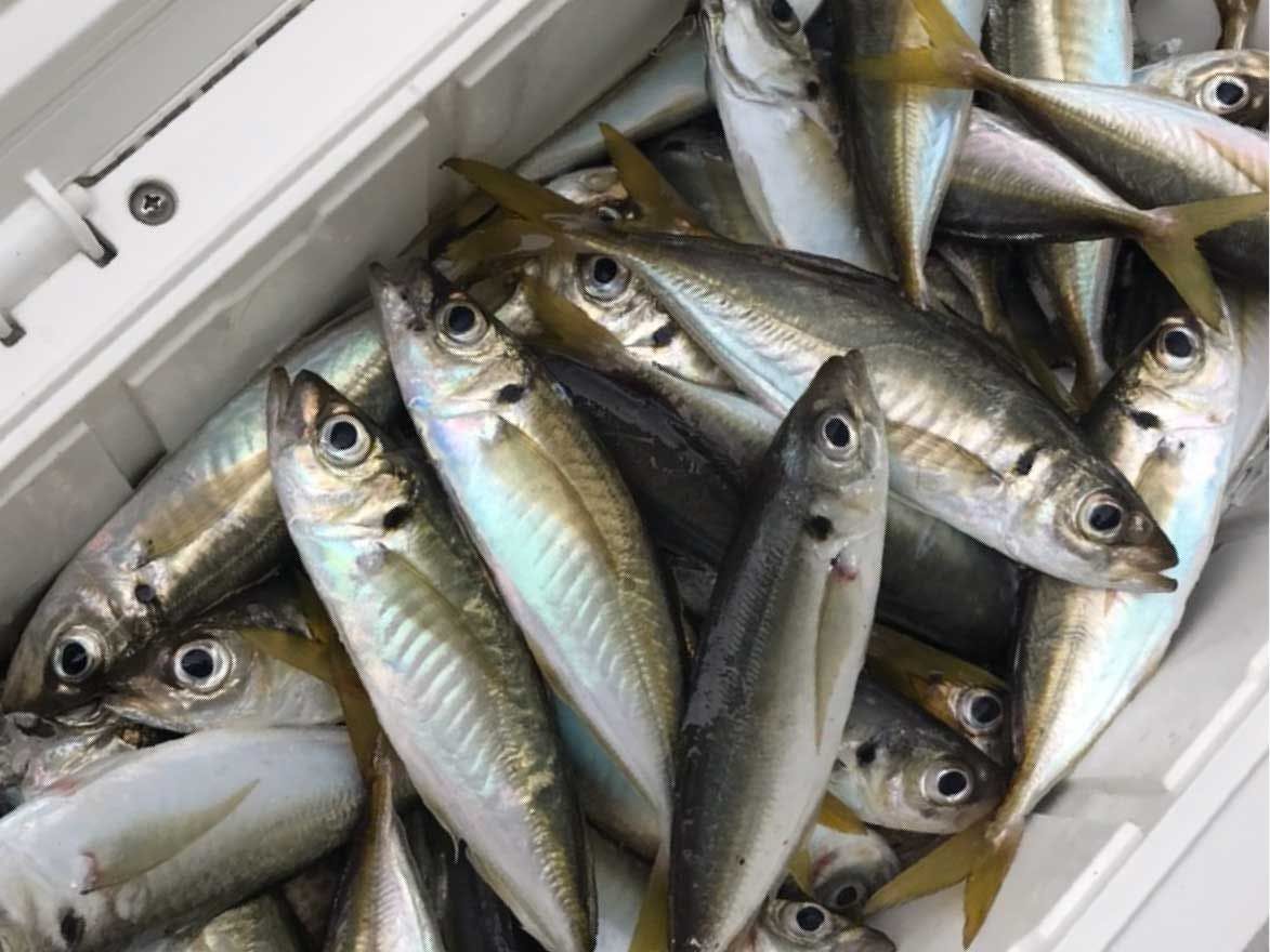 *【Memancing ikan aji】