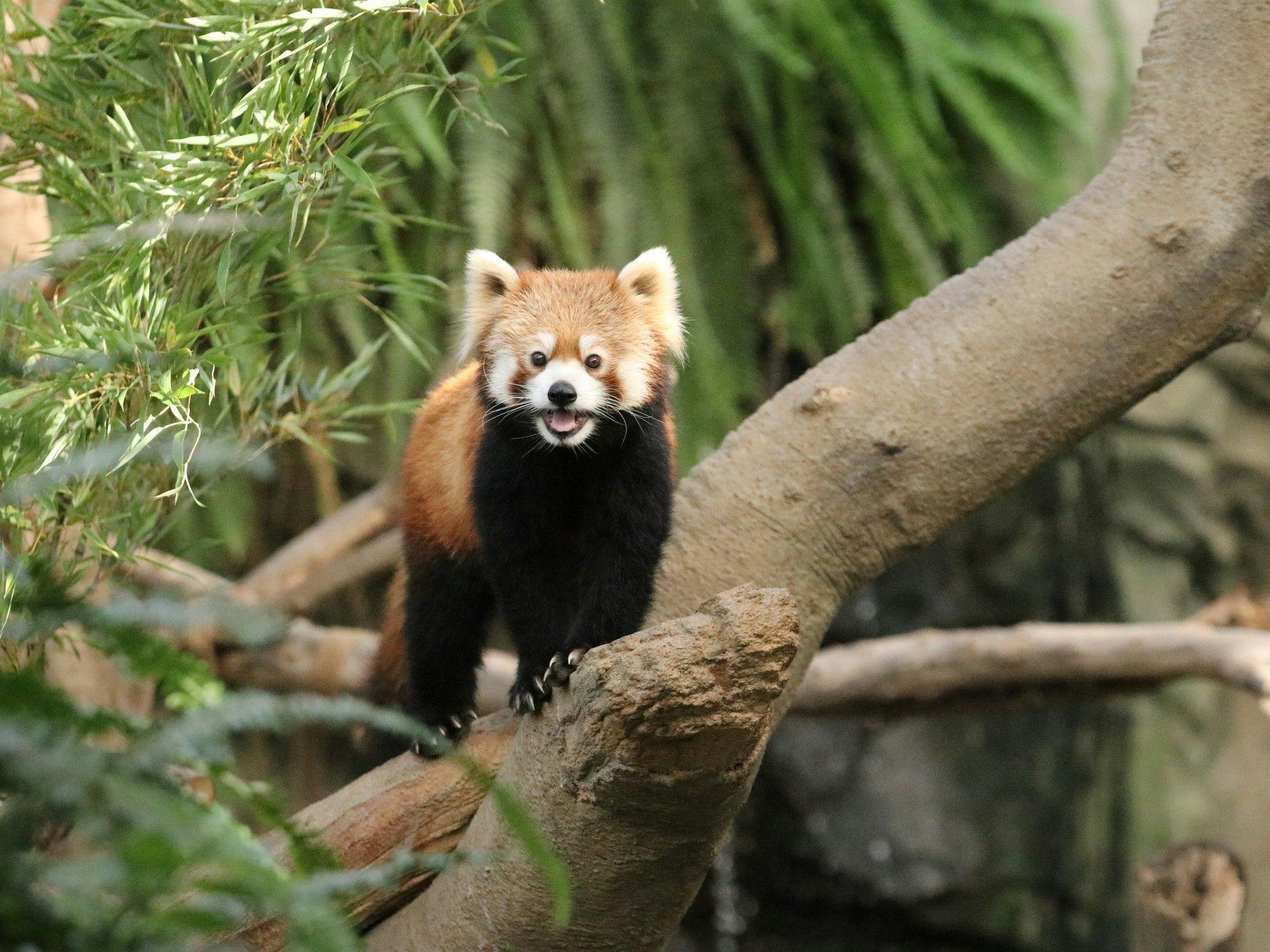 かわいい動物や美しい花と触れ合える「神戸どうぶつ王国」入園券付＆ホテル駐車場無料（朝食付）