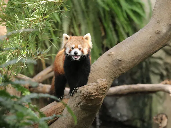 かわいい動物や美しい花と触れ合える「神戸どうぶつ王国」入園券付&ホテル駐車場無料(朝食付)