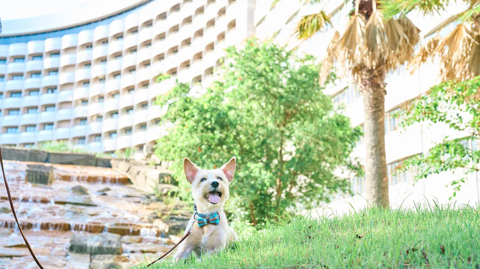 Sheraton Grande Tokyo Bay Hotel
