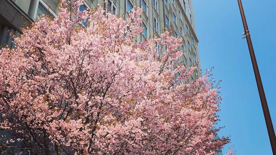 Hotel Monterey Edelhof Sapporo