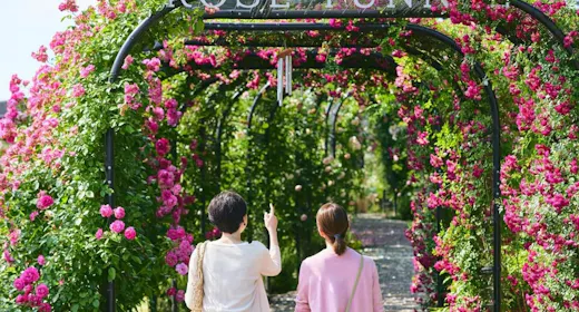 【สัมผัสบรรยากาศตามฤดูกาล】แผนที่พักพร้อมบัตรเข้าชมสวนดอกไม้ Ibaraki Flower Park/รวมอาหารเช้า
