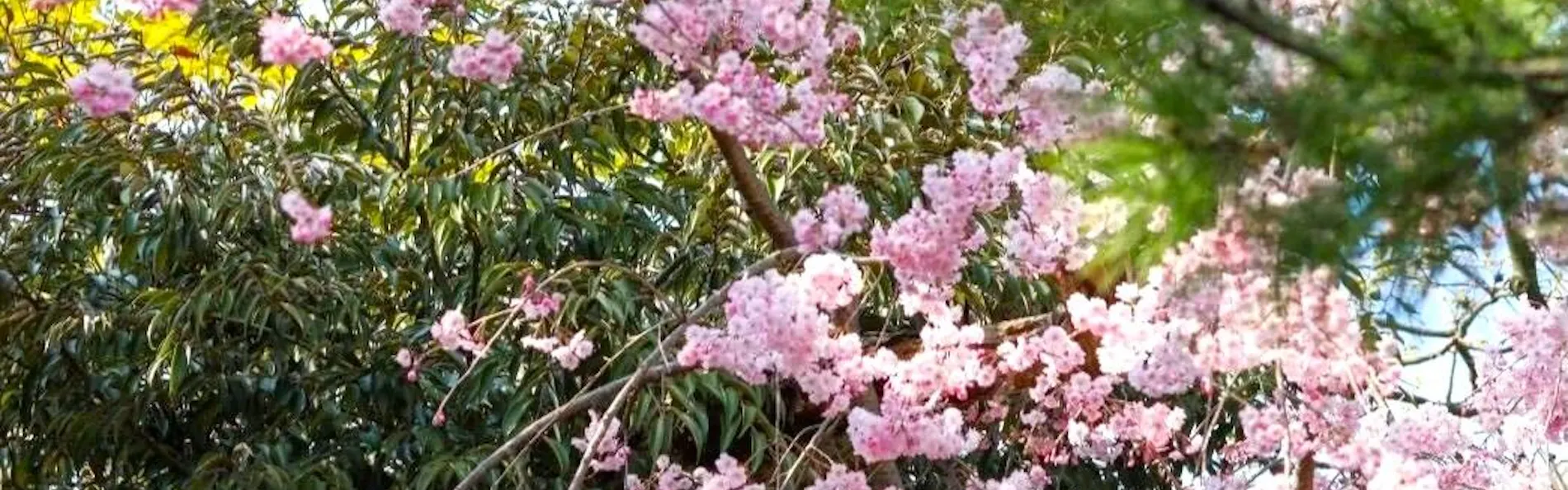 あわら温泉 光風湯圃 べにや