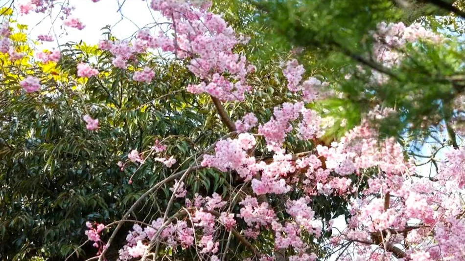 Awara Onsen Kofuyuden Beniya