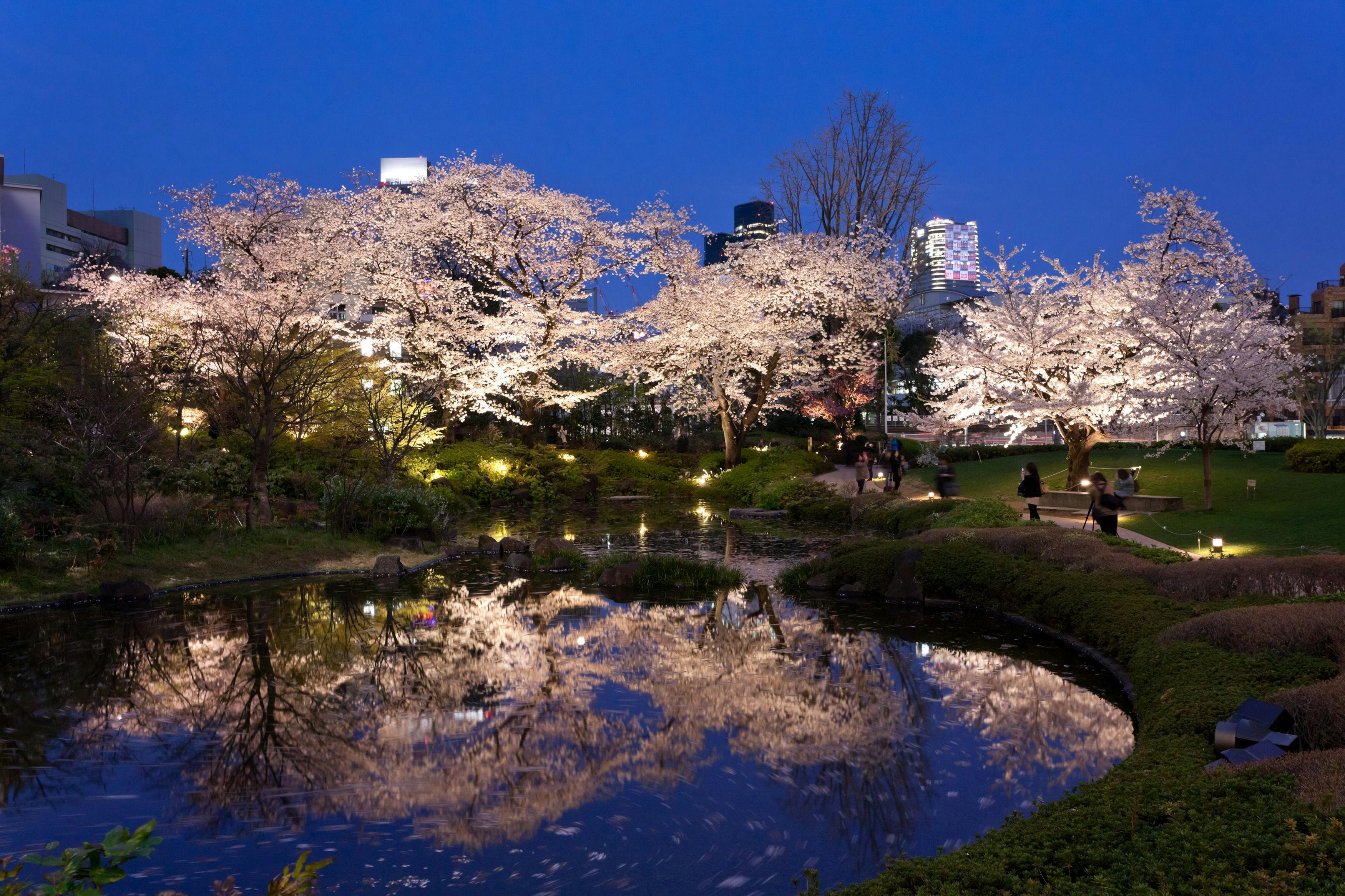 毛利庭園 桜