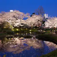 毛利庭園 桜