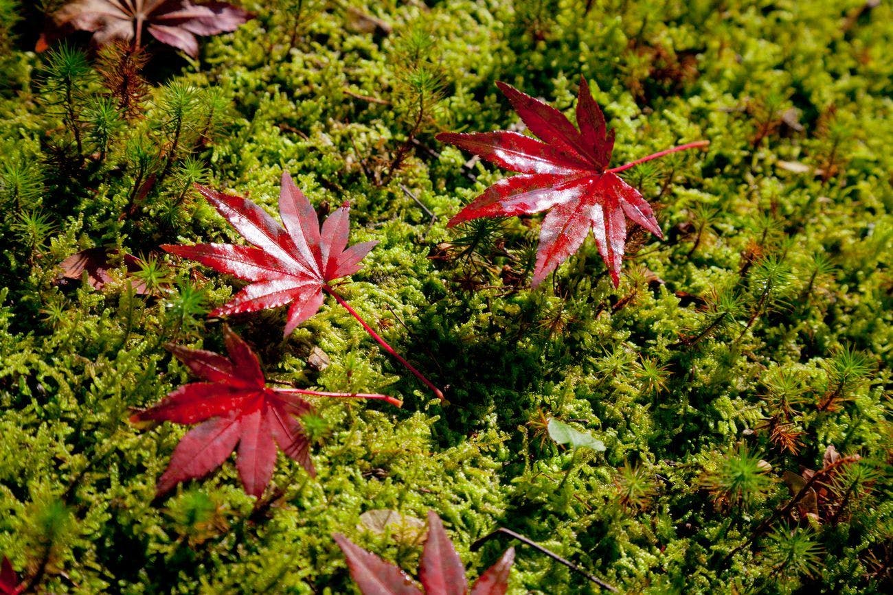 UNZEN HANZUIRYO