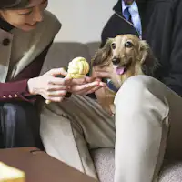 ห้องพักที่เป็นมิตรกับสุนัข