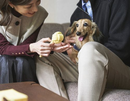 ドッグフレンドリールーム※2025年4月リニューアル