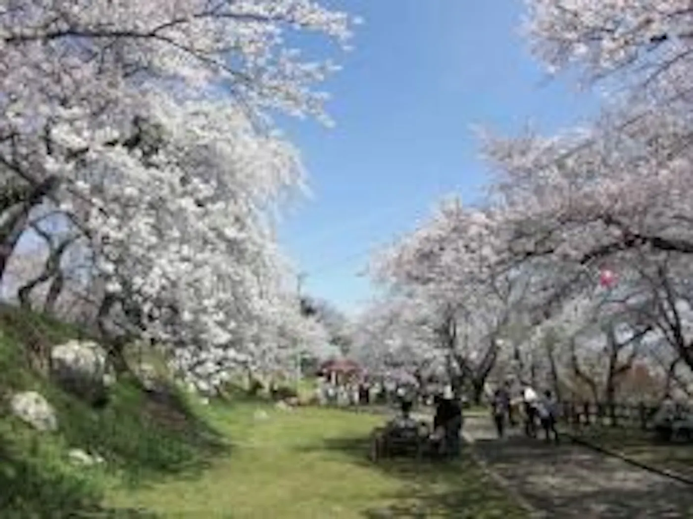 名月荘：桜