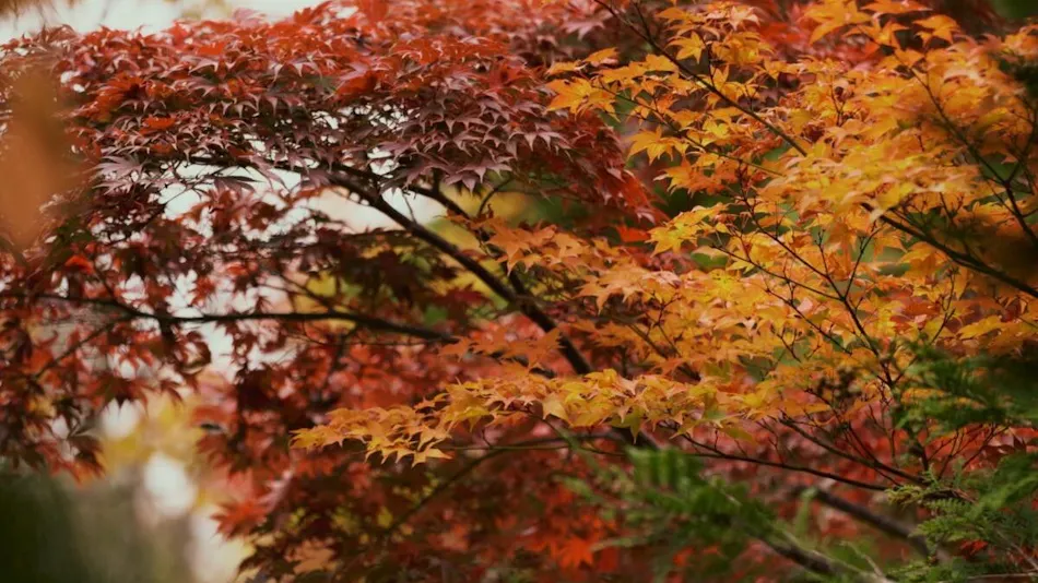 Hotel Harvest Hakone Koshien