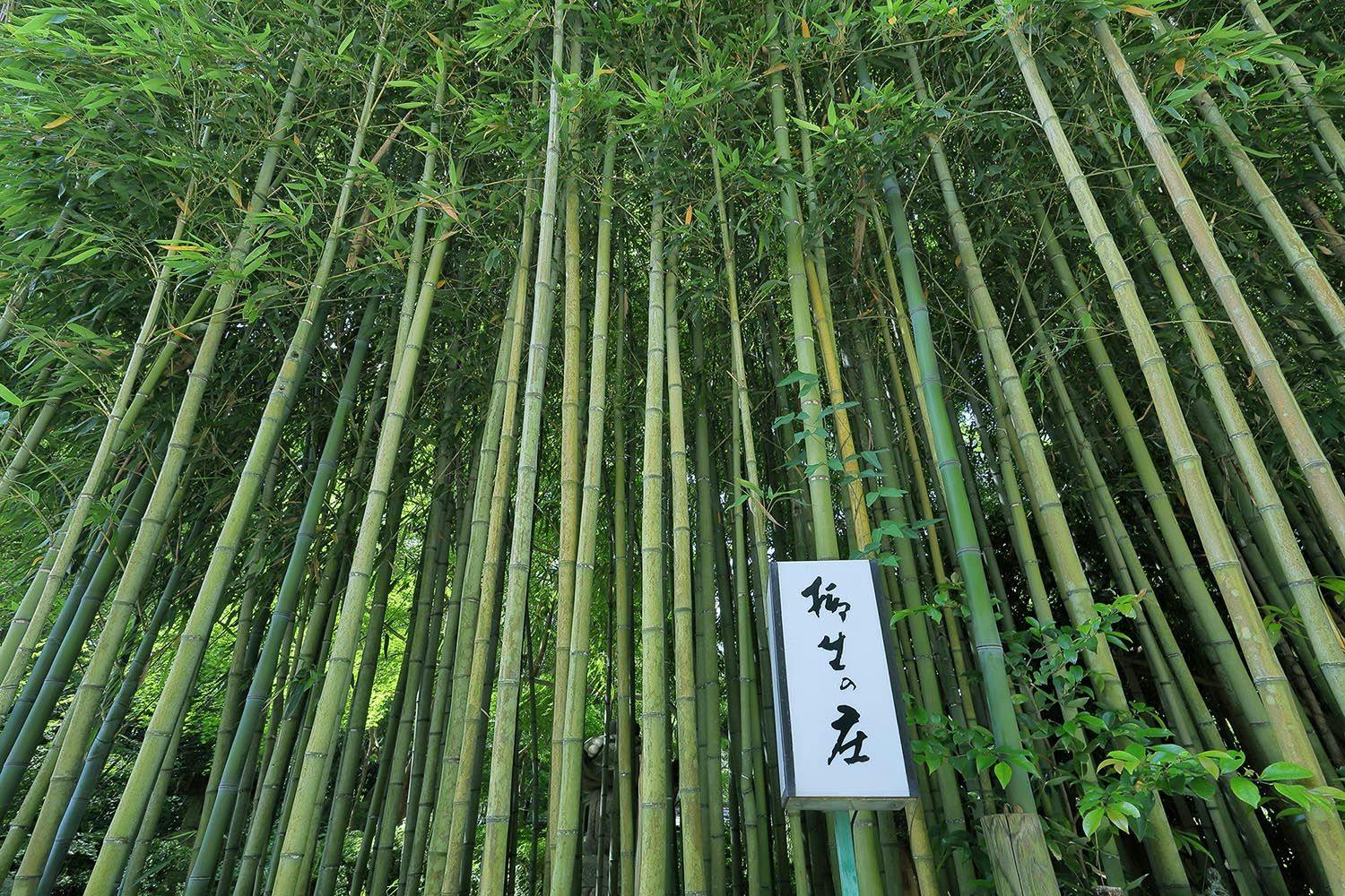 柳生の庄