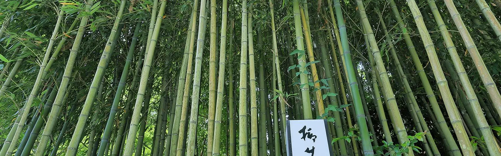 柳生の庄
