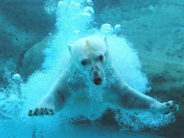 สวนโนนโฮอิ (สวนสัตว์และพฤกษศาสตร์โทโยฮาชิ)