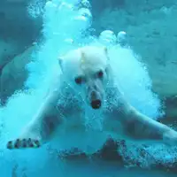 สวนโนนโฮอิ (สวนสัตว์และพฤกษศาสตร์โทโยฮาชิ)