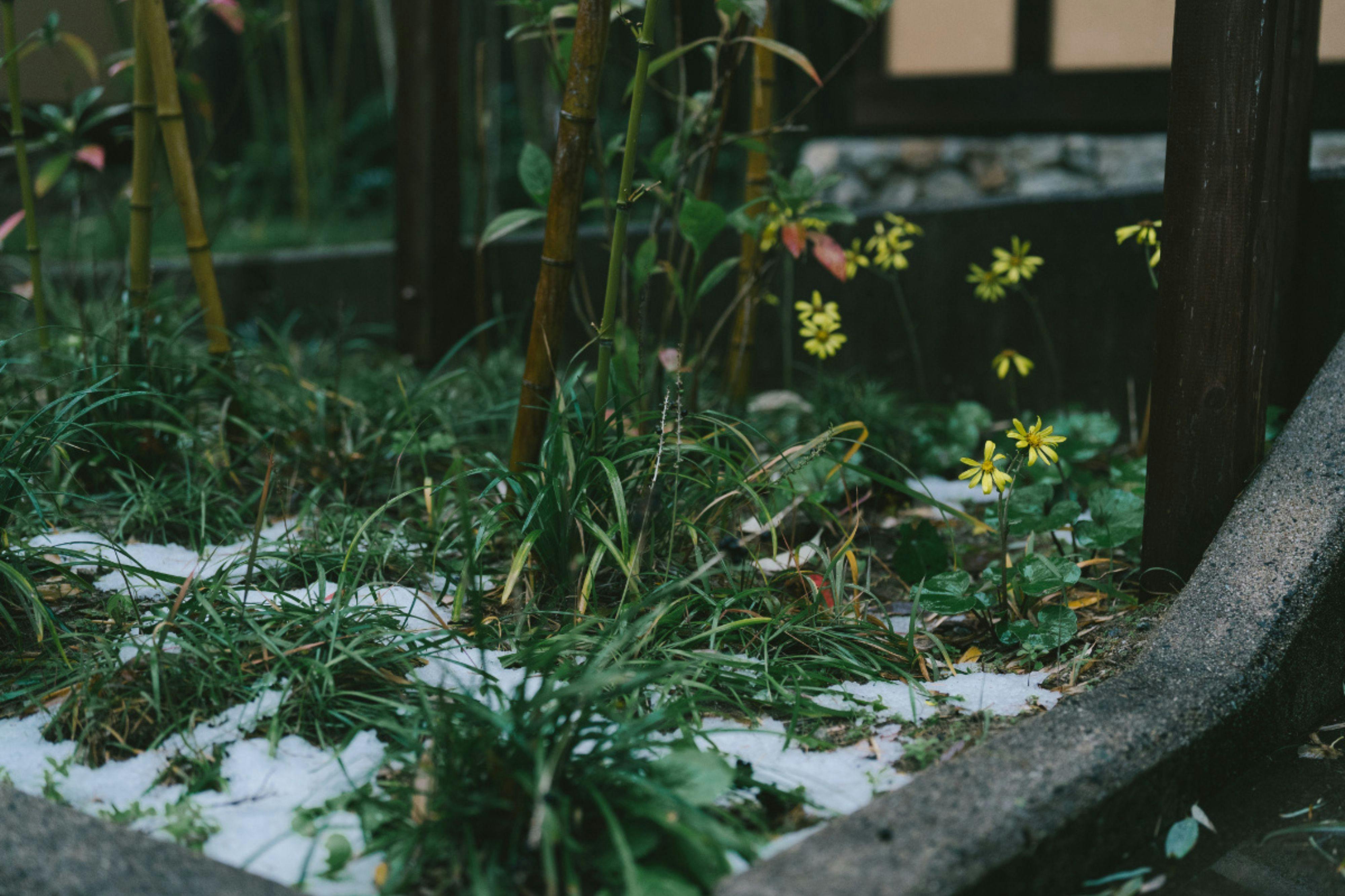 もう一つの京都 雨情草庵