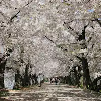 ◆弘前公園/桜のトンネル※イメージ