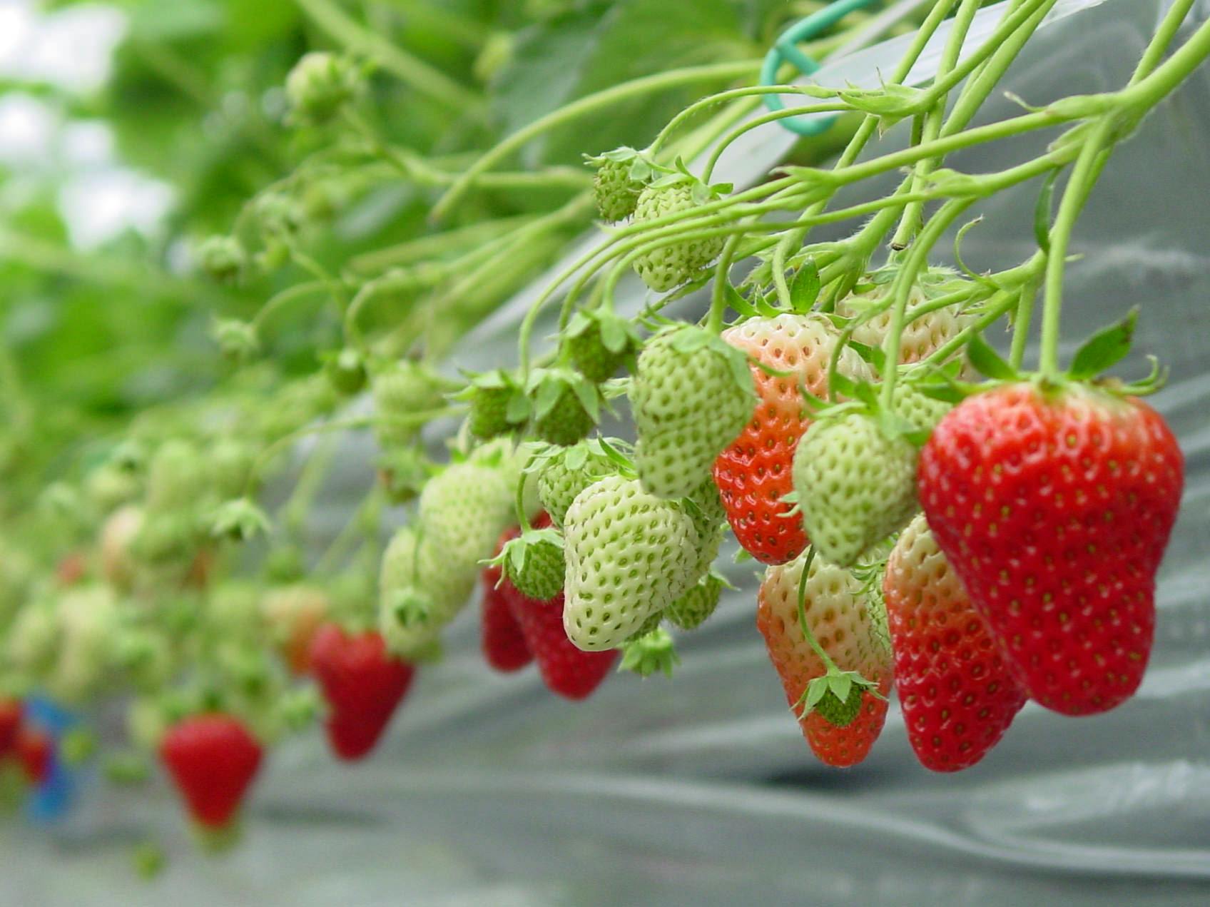 【12～4月】คุณยังสามารถเพลิดเพลินกับการเก็บสตรอว์เบอร์รี่ได้อีกด้วย