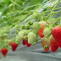 【12~4月】คุณยังสามารถเพลิดเพลินกับการเก็บสตรอว์เบอร์รี่ได้อีกด้วย