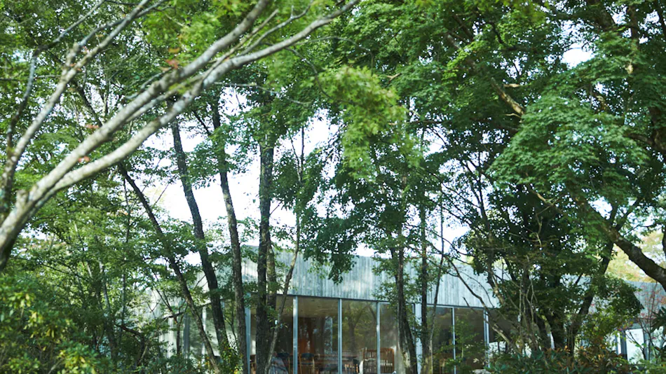 Sansou Warabino