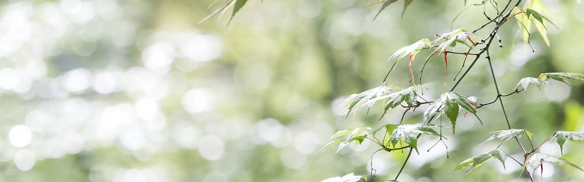 山荘 わらび野