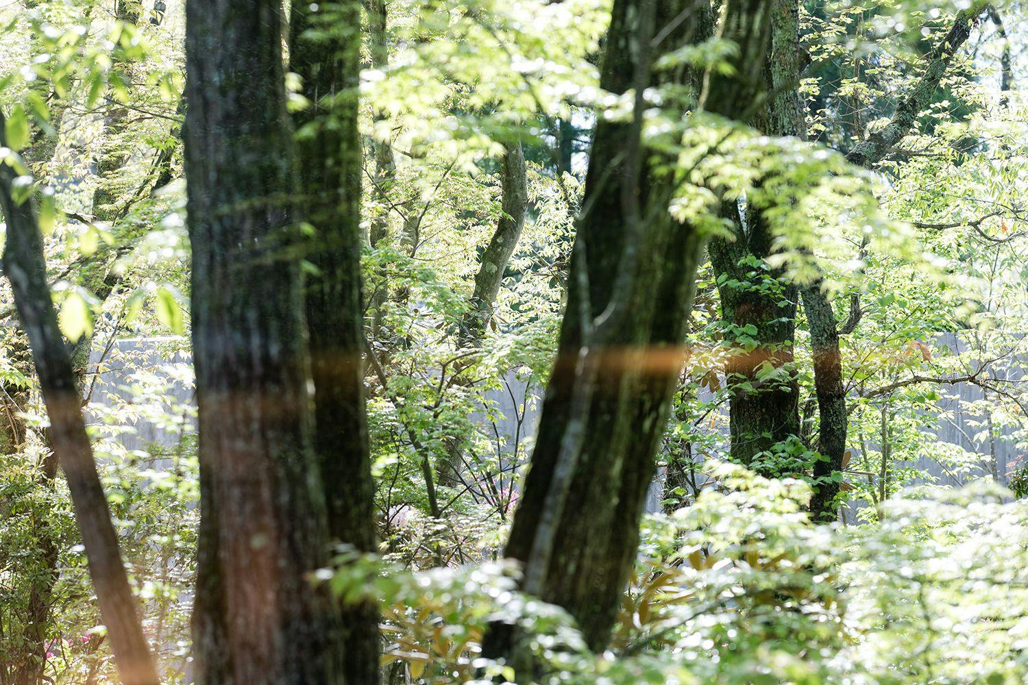 山荘　わらび野