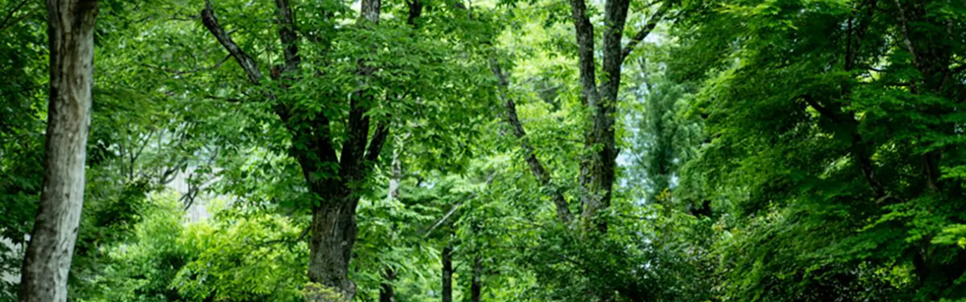 山荘 わらび野