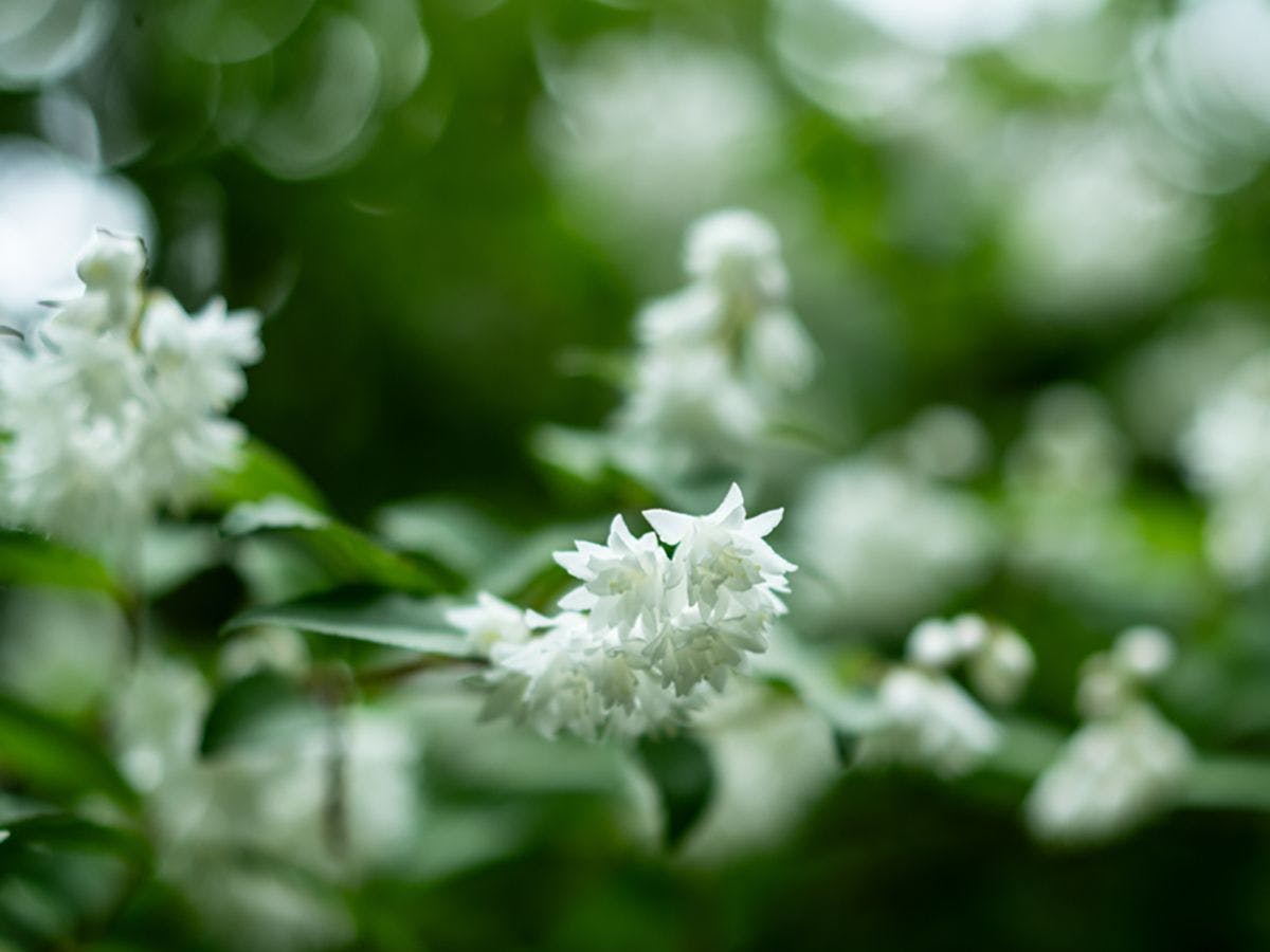 山荘　わらび野