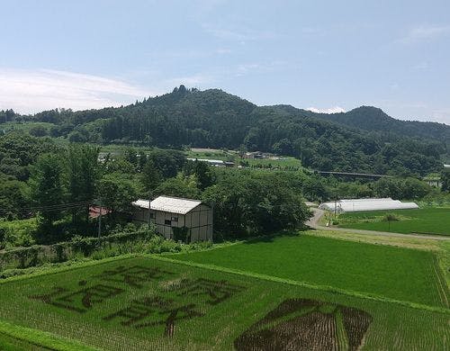 周辺観光　田んぼアート