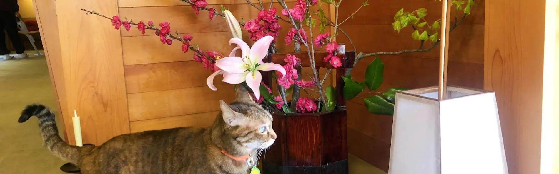 割烹旅館 さつき