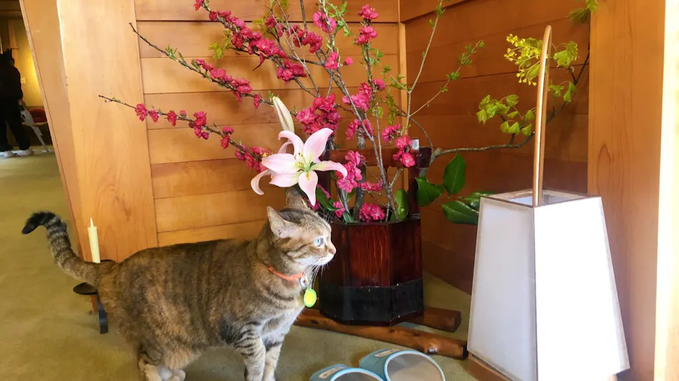 Kappo Ryokan Satsuki