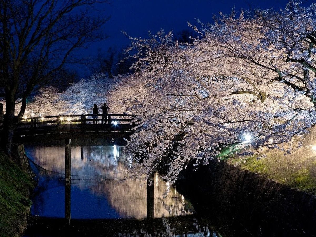 Kastel Matsumoto – Deretan Pohon Sakura “Koridor Cahaya”