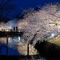 Kastel Matsumoto – Deretan Pohon Sakura “Koridor Cahaya”