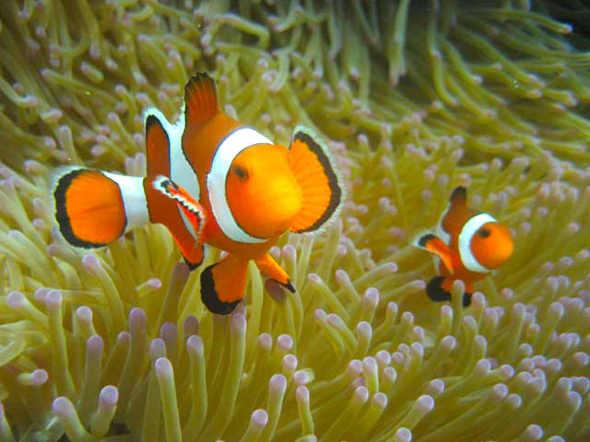 【กีฬาทางน้ำ】การดำน้ำตื้น