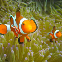 【กีฬาทางน้ำ】การดำน้ำตื้น